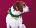 fashioncollar.jpg
